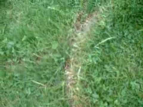 Lyme Regis Crop Circle 2008