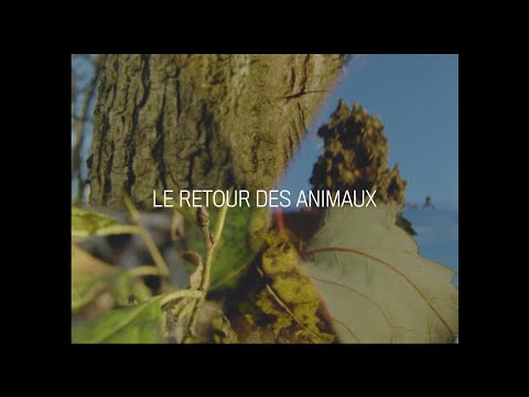 Nicolet - Le retour des animaux [Vidéoclip officiel]