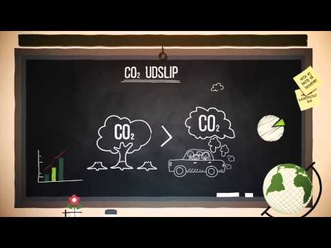 Redder regnskoven dig fra vand i kælderen?