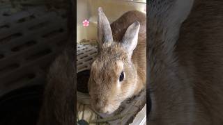 Download lagu 🐰 #うさぎ　 #rabbit #bunny  #ff1 mp3