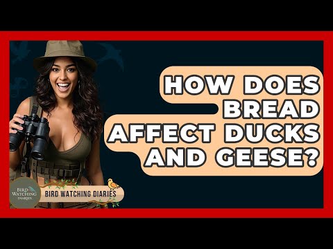 How Does Bread Affect Ducks And Geese? - Bird Watching Diaries
