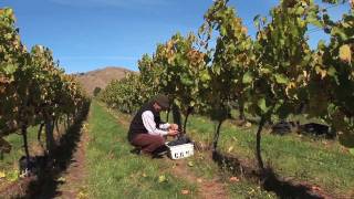preview picture of video 'Cloudy Bay Pinot Journal 3 - Pinot Grape Harvest Marlborough 2011'
