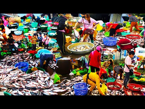 ​ Fish Market Scenes and People Activities - Ever Seen Largest Fish Distribution in Cambodia