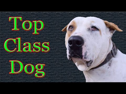Top Class Dog of Asif Jawad | Pak Bully Kutta By Pakistani Bully Dog Channel @Nafa TV HD