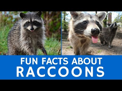 image-Is it bad to see a raccoon during the day?