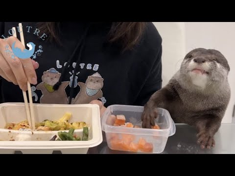 Otter Eats at the Table Like a Human
