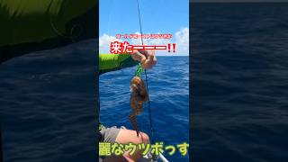 見たことない魚が釣れた！？→ウツボでした #釣り #釣り女子 #オーストラリア