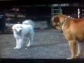 Homeward Bound 2 First Fight With Ascan En Piet Dutch