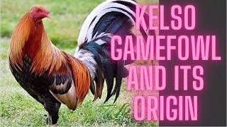 Download lagu KELSO gamefowl and its ORIGIN mp3 Download lagu KELSO gamefowl and its ORIGIN mp3