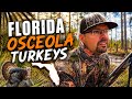 Florida Osceola Turkey Hunt | Public Land | (INSANE) Close encounter with Gators and Snakes!! 