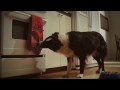 Ikea Dog
