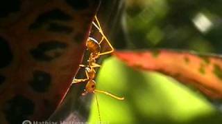 preview picture of video 'Weberameisen auf Lombok, weaver ants'