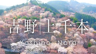 空撮 奈良 吉野山 上千本の桜 | Cherry blossoms in Mt. Yoshino Nara, Japan
