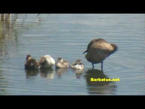 Pato colorado ( Netta rufina ) Red-crested Pochard