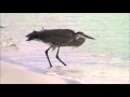 The B-52's Theme For A Nude Beach (HD)