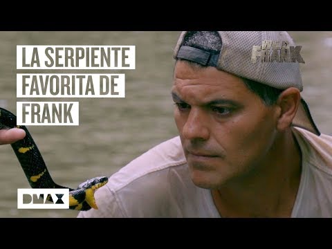 Nejoblíbenější had Wild Franka