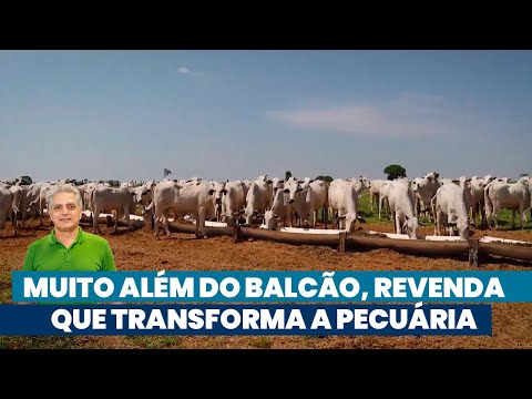 A vez da pecuária no Norte Pioneiro do Paraná | Noticiário Tortuga