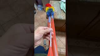 Scarlet macaw parrot