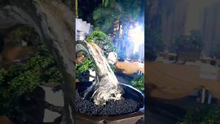 Download lagu Bonsai Bonggol Serut Krowak dari Abah NGATENO mp3 Download lagu Bonsai Bonggol Serut Krowak dari Abah NGATENO mp3
