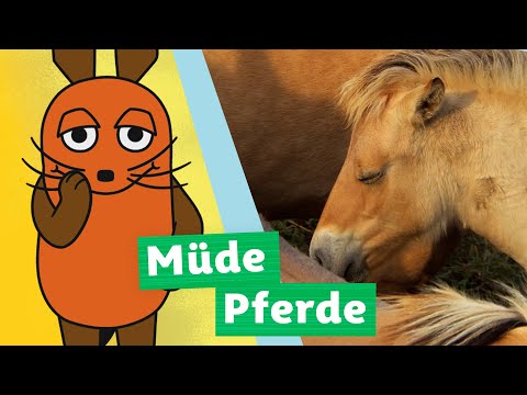 Wie schlafen Pferde? | Die Maus | WDR