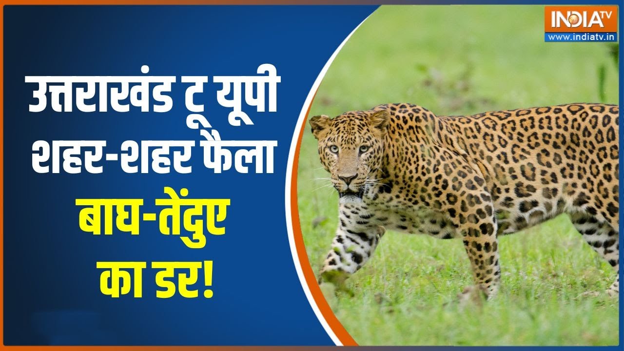 Animal attack: उत्तराखंड टू यूपी, शहरों में फैला जंगली जानवरों