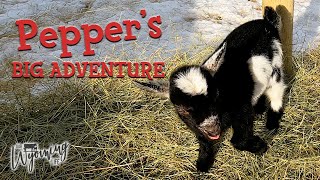Pepper Goes Outside for the First Time - Animal Roundup February
