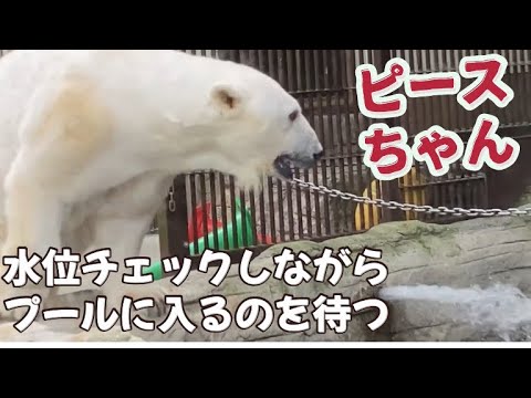 シロクマ ピース」のYahoo!リアルタイム検索 - X（旧Twitter）を