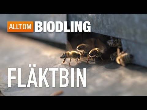 Fläktbin - Bisamhället