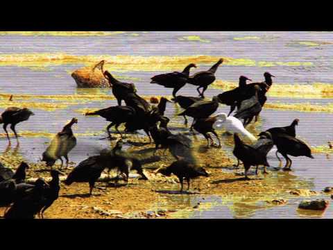 DELIQUENTES BRUNO B.O.