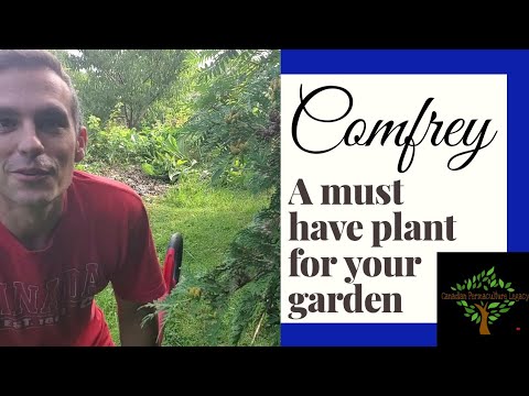 Soil building with Dynamic Nutrient Accumulators - Comfrey