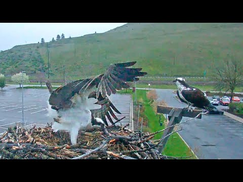 Male Osprey Offers A Peek At Iris's Second Egg In Hellgate Canyon – May 6, 2024