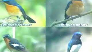 Download lagu Suara pikat semua jenis sikatan/slendang biru mp3