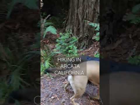 Hiking Arcata California 🚶‍♀️🤳