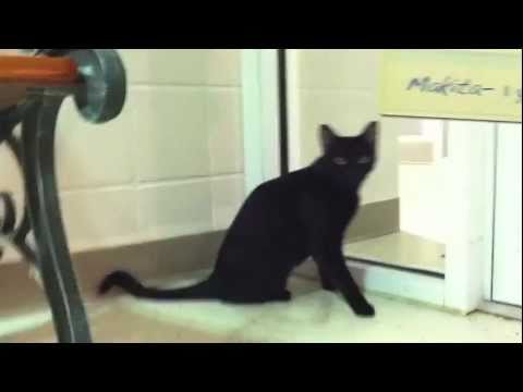 Two Cats Looking For Two Homes