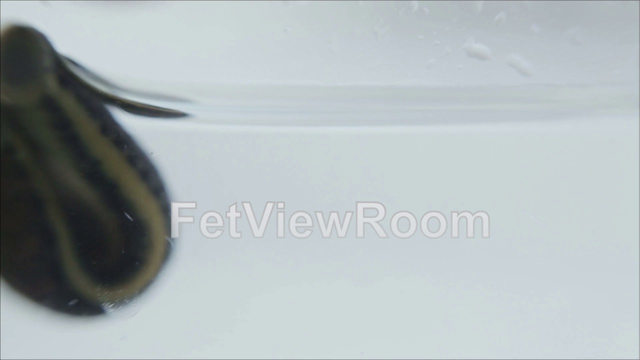 Medical leeches float in glass aquarium in the water