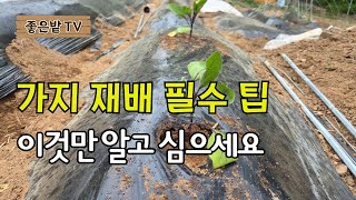 [25-58]가지 재배 필수 팁, 이것만 알고 심으세요