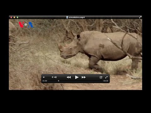 Saving South Africa's Rhinos (VOA On Assignment Feb. 7, 2014)