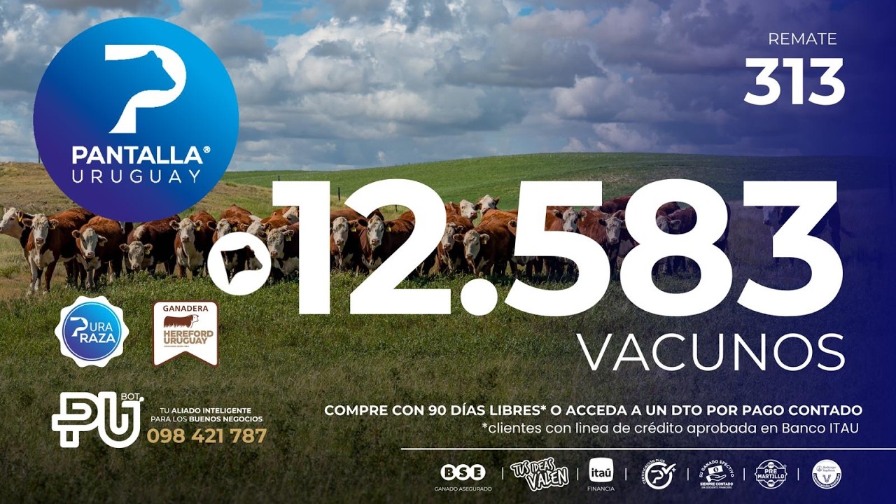 Ver transmisión en vivo