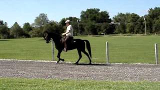 Tennessee Walker for sale