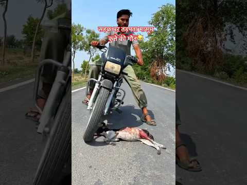 #trending #exsplorepage #saveanimals #viral #viralvideo #trendingshorts #roadaccident #road
