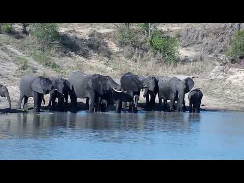 Djuma: Elephant herd gets quick drink at the dam - 15:52 - 10/05/2022