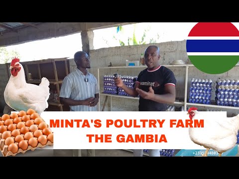 , title : 'How he Moved from Italy 🇮🇹 to Open the biggest Poultry Farm in The Gambia'