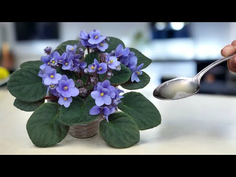 👍🔥 It's time! Give this to your violets now and they will bloom all year round