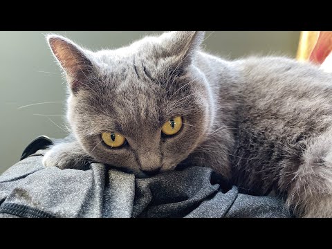 quiet life with a rescue cat | spending time with someone | British Shorthair