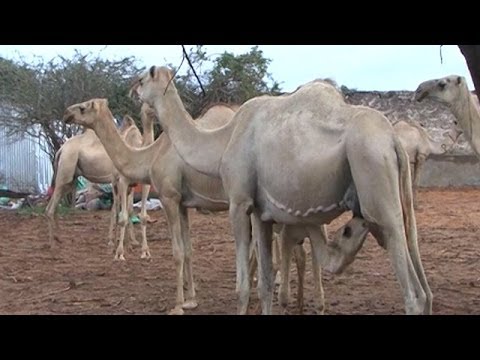 الصومال: حليب الإبل سيد المائدة في الصومال