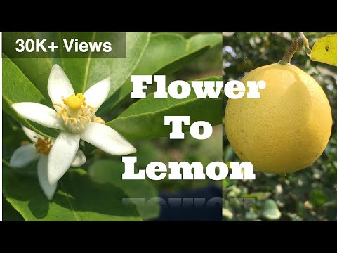 Timelapse ||lemon flower to lemon ||Farmer's Son|| A to Z ||#farmersson #satisfying #timelapse