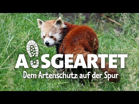 AUSGEARTET - Folge 34: Mit Ronja Siegmund auf den Spuren des Roten Pandas