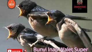 Download lagu 1jam Terbukti! Suara inap dalam Rumah Burung walet Level super Terbaik mp3 Download lagu 1jam Terbukti! Suara inap dalam Rumah Burung walet Level super Terbaik mp3