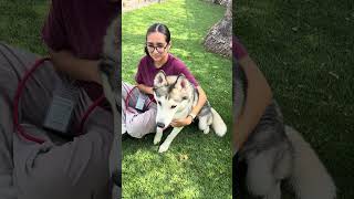 Video preview image #1 Siberian Husky Puppy For Sale in Pasadena, CA, USA