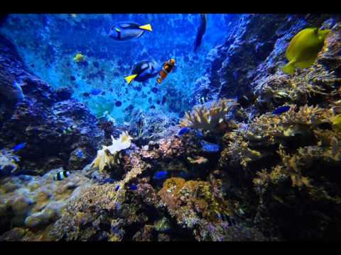 Papa Dance - Szary Wiruje Pył